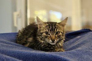 Freddy – Langhaar Mischling, männlich, 97525 Schwebheim – zur Adoption