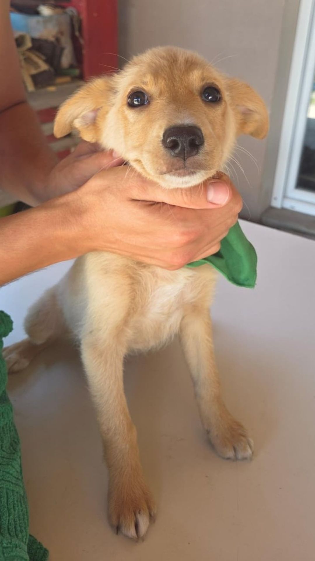 Nori – Hund, männlich, 3 Monate, Nordic Strays e.V. – zur Adoption