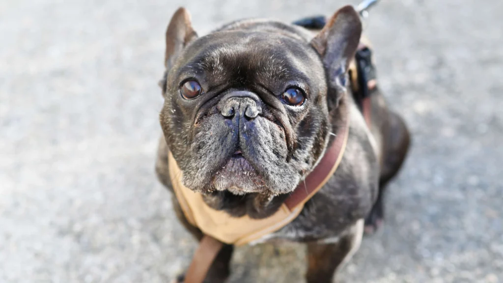 Nokart – Französische Bulldogge, männlich, 6 Jahre, 9 Monate, 13057 Berlin – zur Adoption