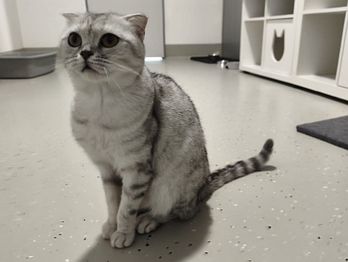 Yuko – Katze, männlich, 1 Jahr, 32758 Detmold – zur Adoption