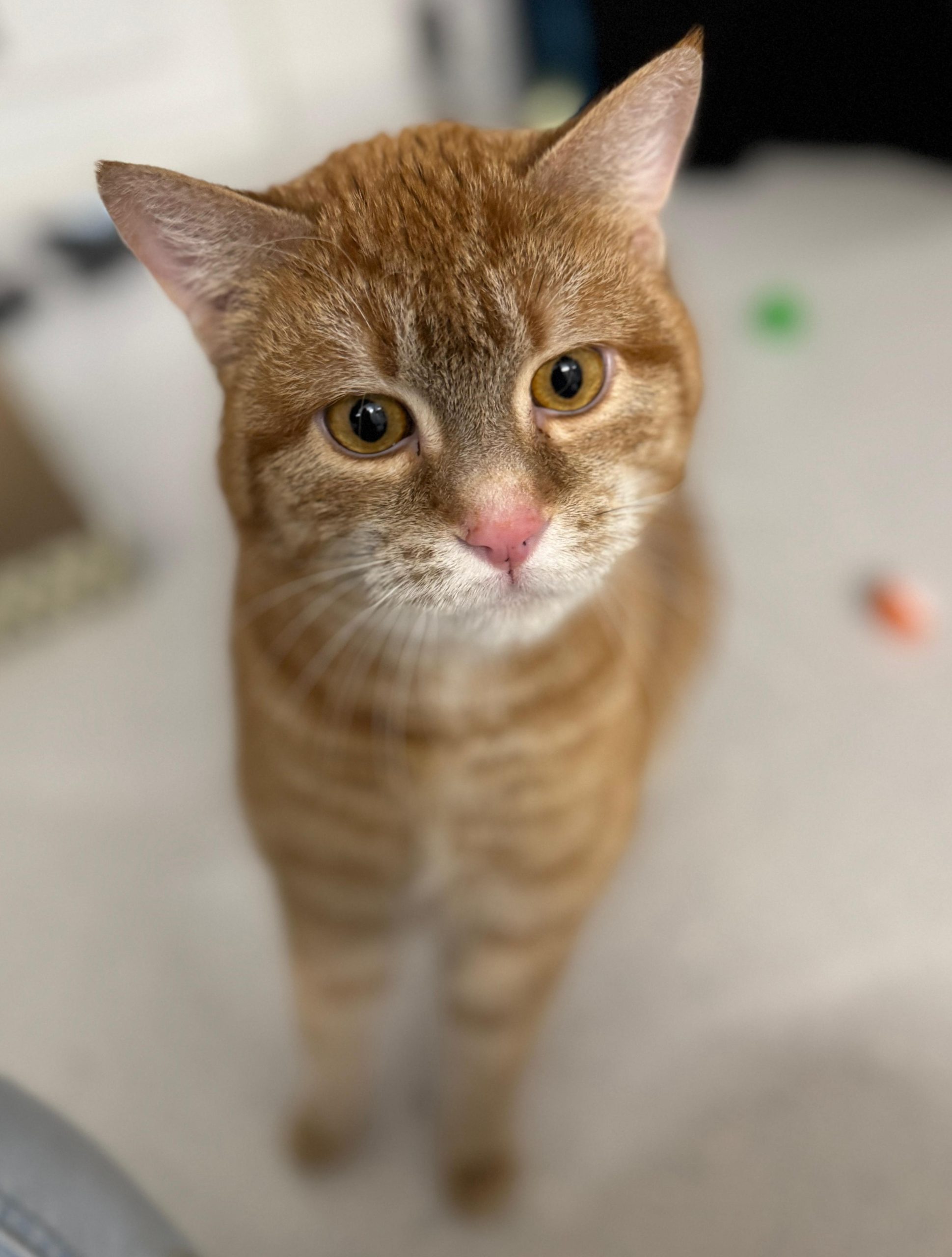 Timmy