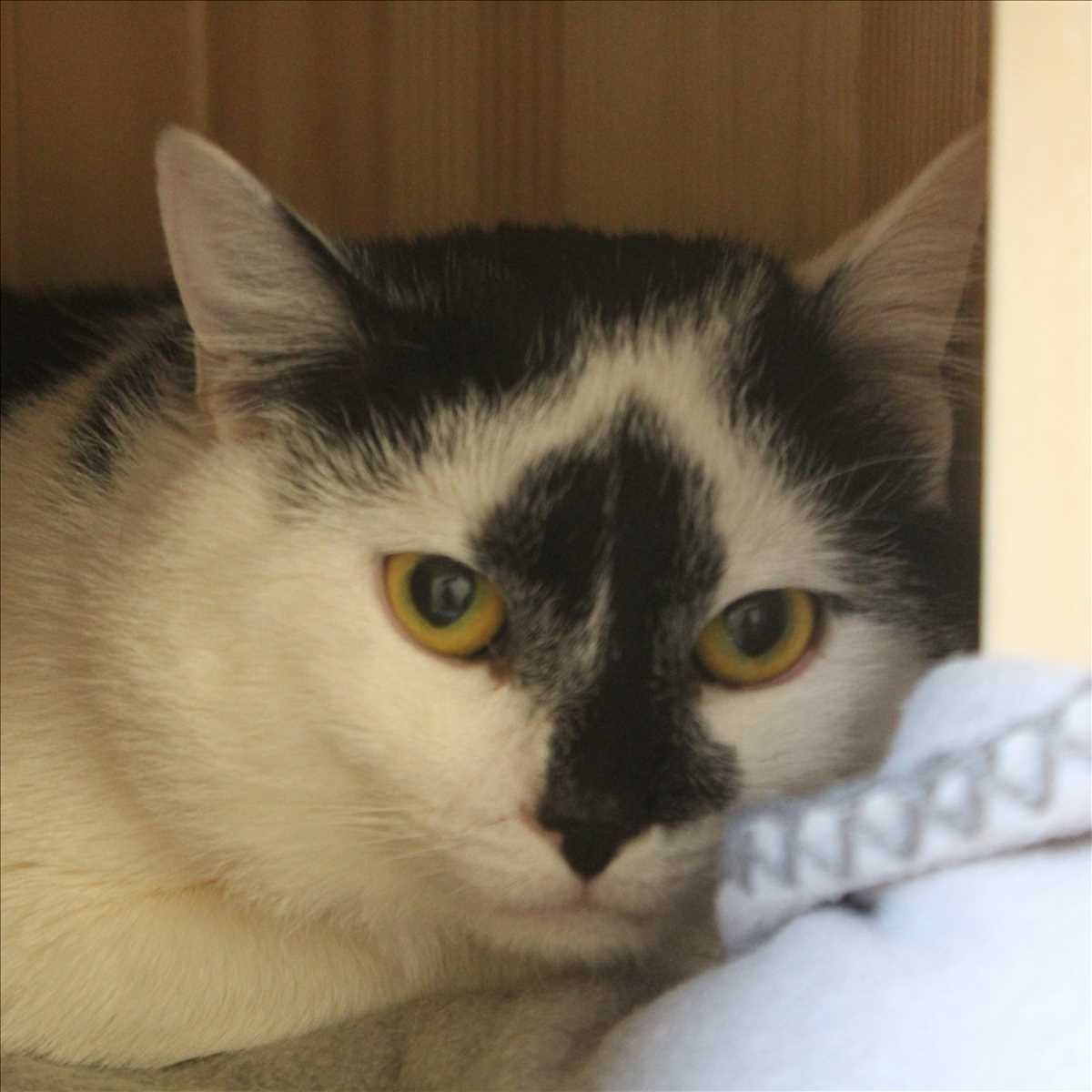 LITTLEFOOT – Europäisch Kurzhaar, männlich, 2 Jahre, 81829 München – zur Adoption