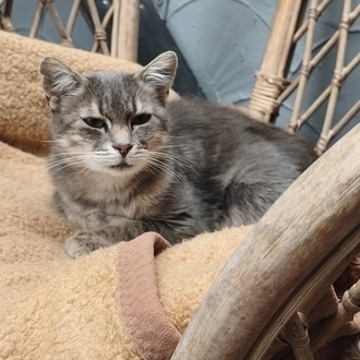 Minca – EKH, weiblich, 3 Jahre, 97074 Würzburg – zur Adoption