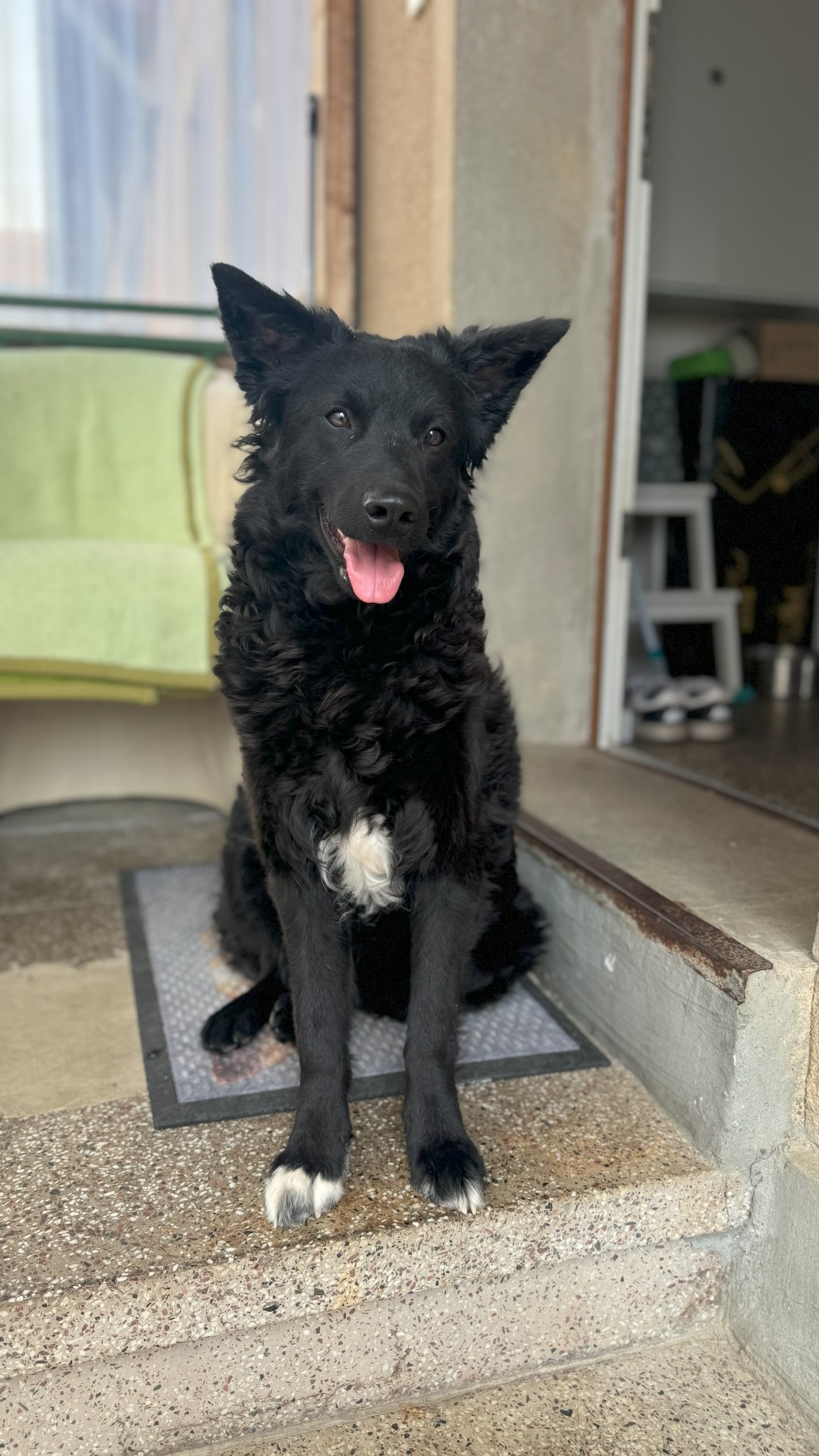 July (Jula) – kroatischer Schäferhund + Border Collie Mischling, weiblich, Nordic Strays e.V. – zur Adoption