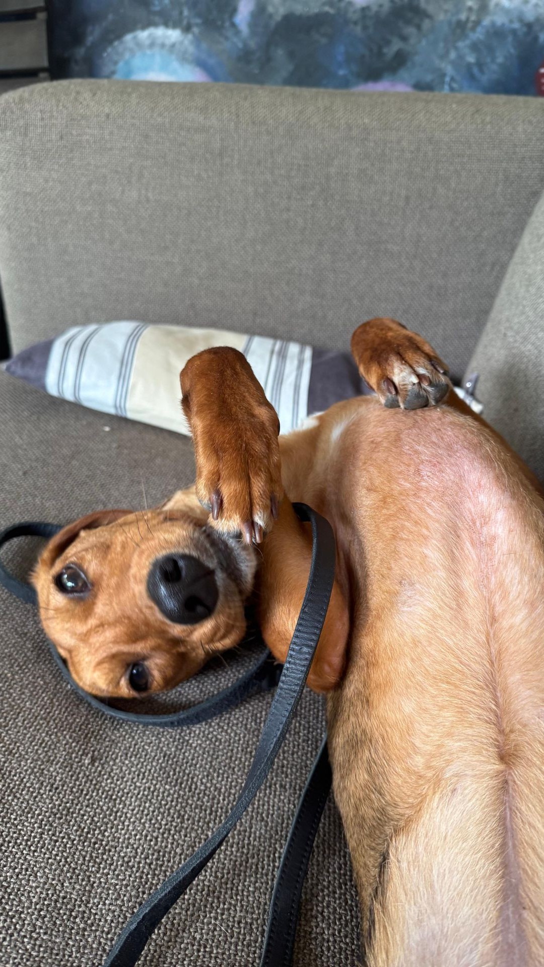 Jana – Bracken Mischling, weiblich, Nordic Strays e.V. – zur Adoption