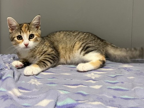 Sprotte – Kaninchen, männlich, 32758 Detmold – zur Adoption