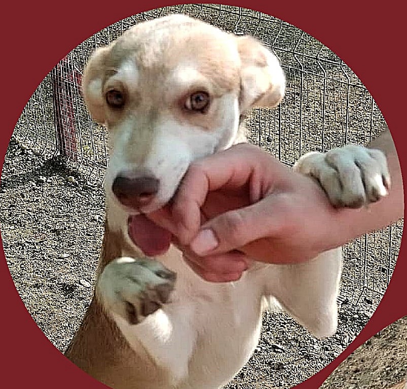 Mila - Patenlos