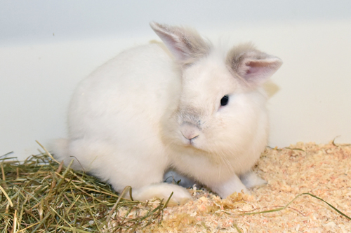 Max – Löwenkopfmix-Zwergkaninchen, männlich, 90537 Feucht – zur Adoption