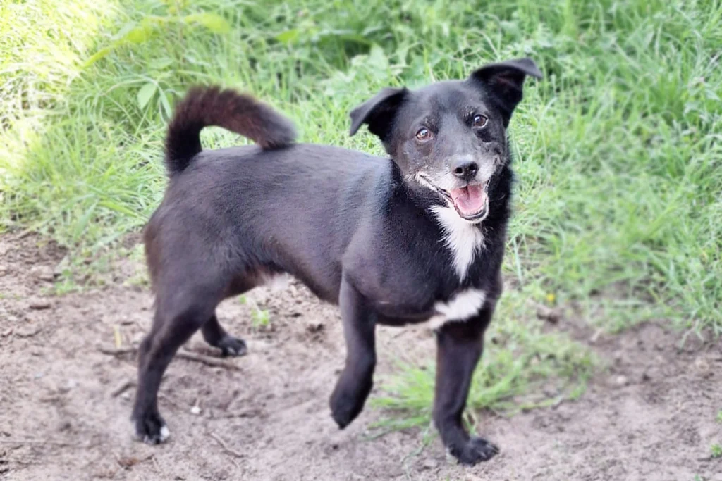 Momo – Terrier-Mix, männlich, 4 Jahre, 13057 Berlin – zur Adoption