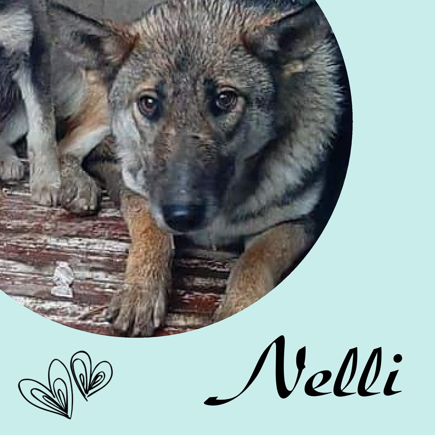 Nelli