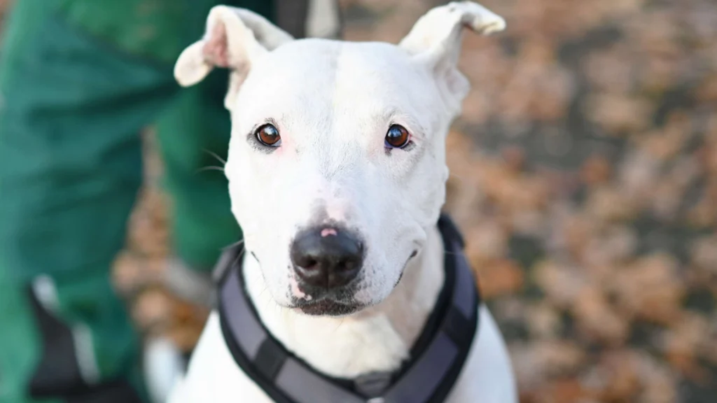 Mallow (Marshmallow) – Bullterrier-Mix, weiblich, 8 Jahre, 13057 Berlin – zur Adoption