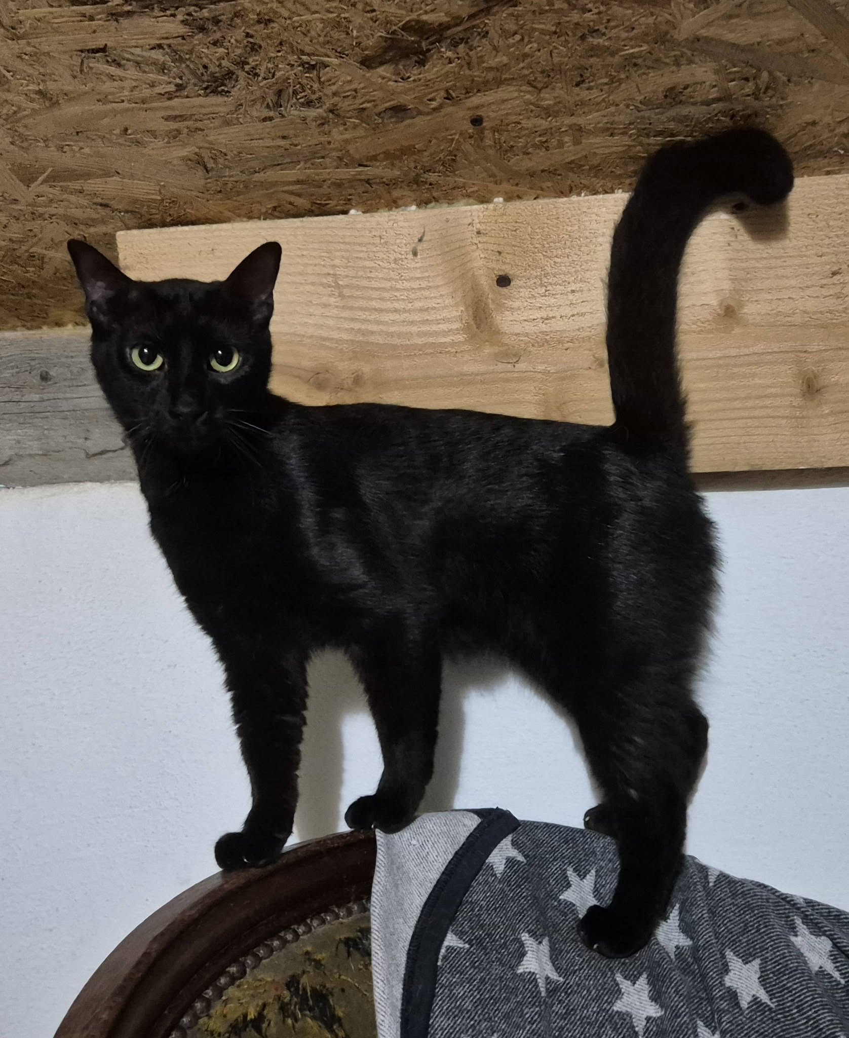 Kater222836 - Patenlos – EKH, männlich, 50823 Köln – zur Adoption
