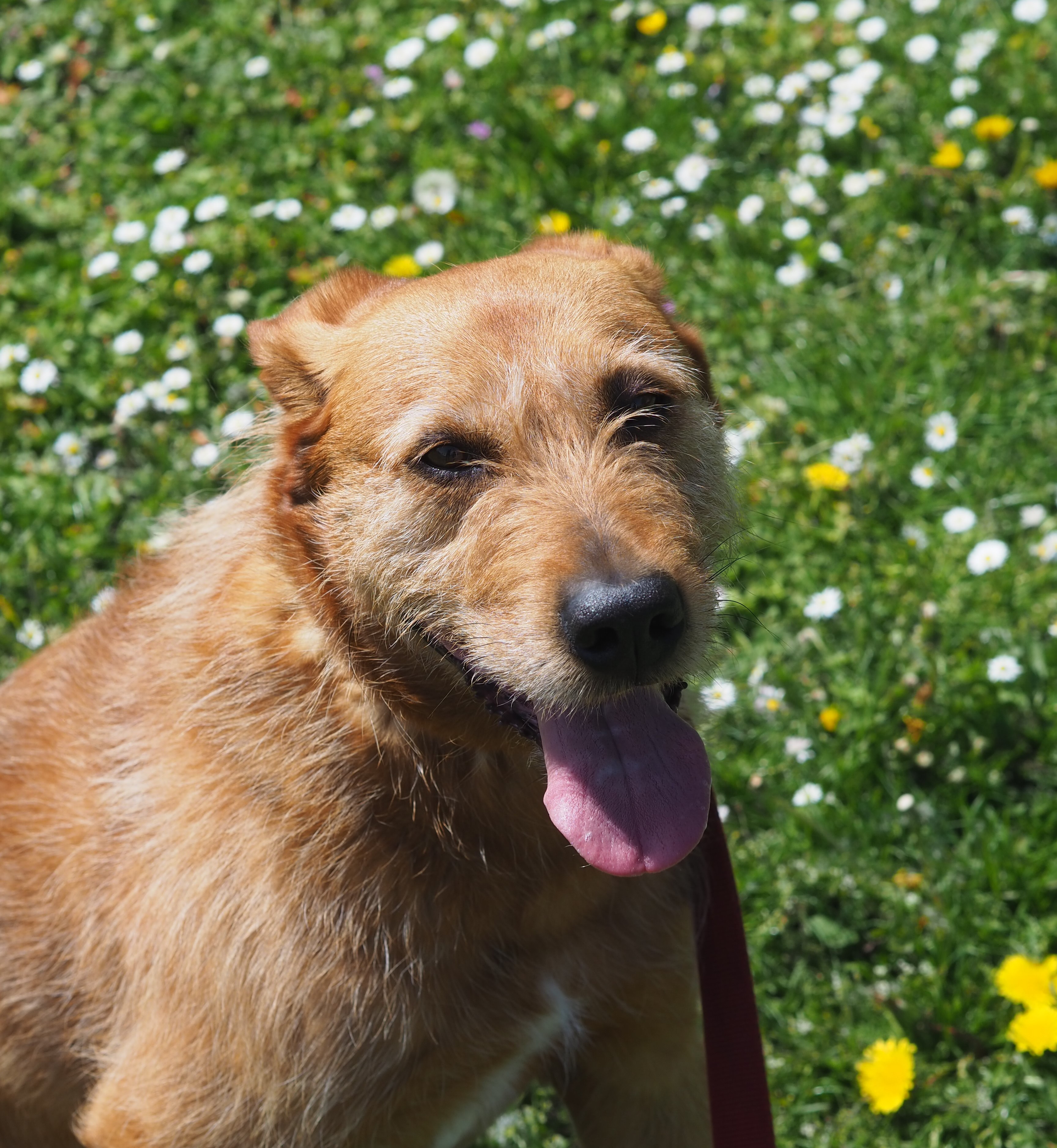 Kap – Schnauzer - Mix, männlich, 8 Jahre, 8 Monate, 50969 Köln-Zollstock – zur Adoption