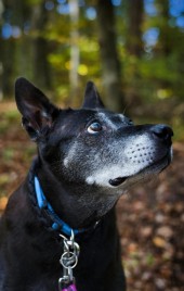 Meiying – Thai Ridgeback (Labrador-Sharpei), weiblich, 9 Jahre, 70195 Stuttgart-Botnang – zur Adoption