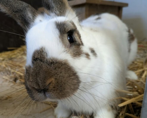 Radieschen – Kaninchen, männlich, 2 Jahre, 39576 Stendal – zur Adoption