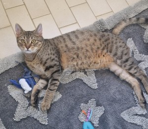 Lewi – EKH, männlich, 10 Monate, 70195 Stuttgart-Botnang – zur Adoption