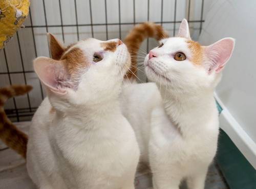 Castano & Cacahuete – EKH, männlich, 4 Monate, 65520 Bad Camberg – zur Adoption