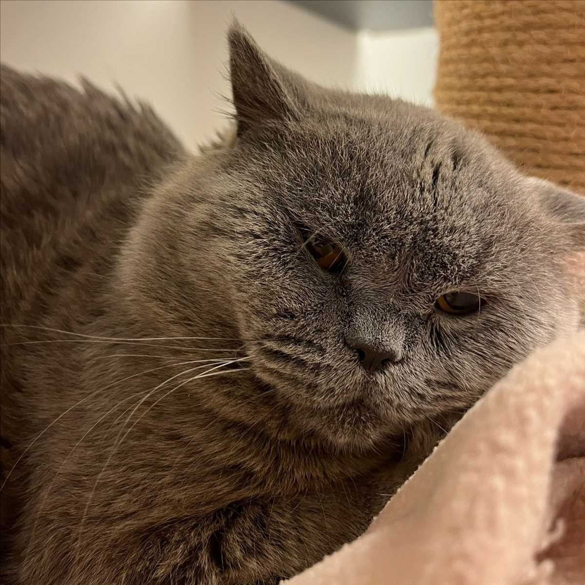 DUCATI – Britisch Kurzhaar, männlich, 3 Jahre, 81829 München – zur Adoption