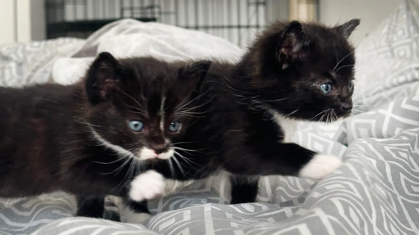 Pippa & Bibi