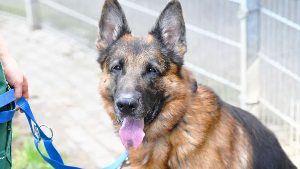 Rio – Deutscher Schäferhund, männlich, 5 Jahre, 7 Monate, 13057 Berlin – zur Adoption