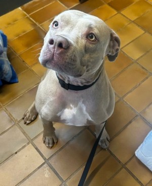 Heidi – Am. Staff.-Mix, weiblich, 3 Jahre, 70195 Stuttgart-Botnang – zur Adoption