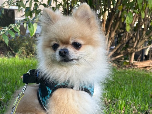Sammy