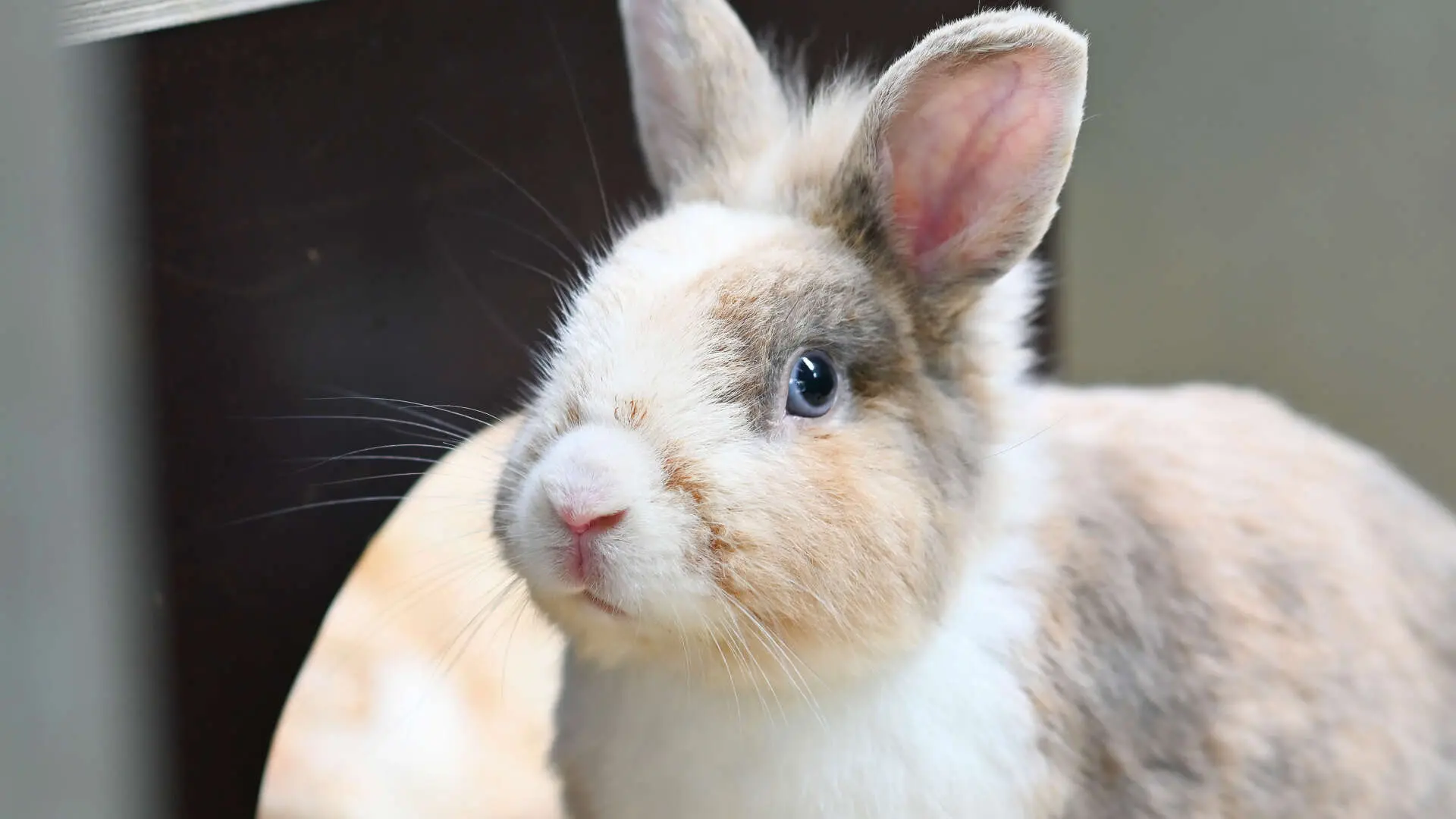 Koro – Zwergkaninchen-Mix, männlich, 13057 Berlin – zur Adoption