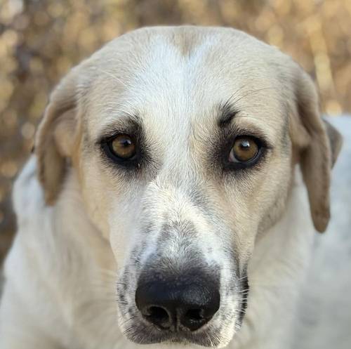 Violeta – Hund, weiblich, 12 Monate, 65520 Bad Camberg – zur Adoption