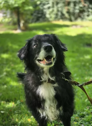 Floh