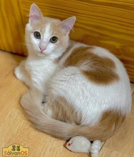 Copito – Europäisch Kurzhaar, männlich, 8 Monate, 65520 Bad Camberg – zur Adoption