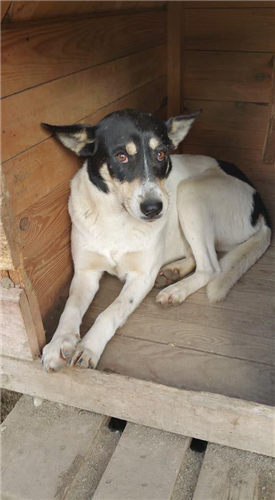 Cora