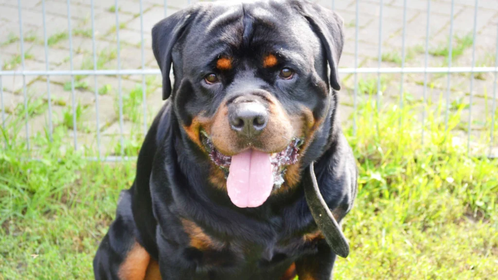 Arkor – Rottweiler, männlich, 3 Jahre, 13057 Berlin – zur Adoption