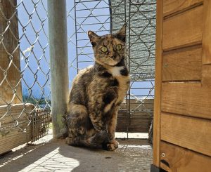 Urda – Europäisch Kurzhaar, weiblich, 97525 Schwebheim – zur Adoption