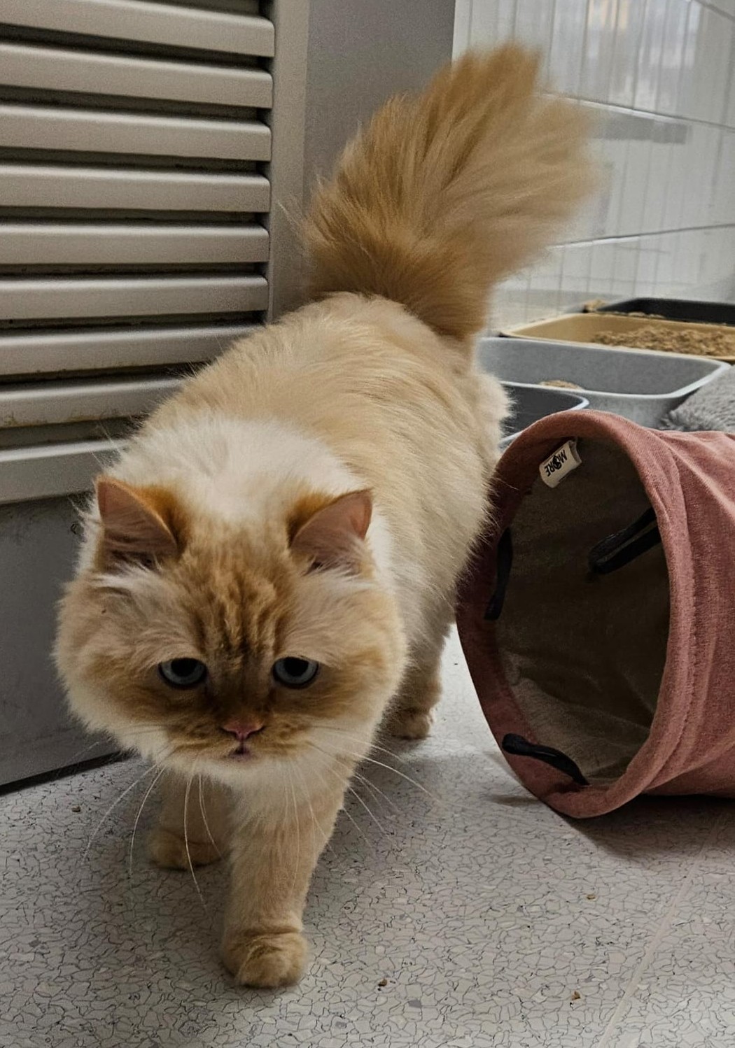 Naiomi – Persermix, weiblich, 5 Jahre, 3 Monate, 97816 Lohr – zur Adoption