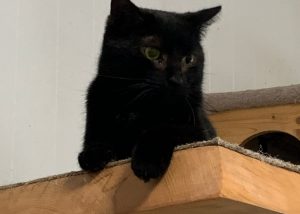 Loki