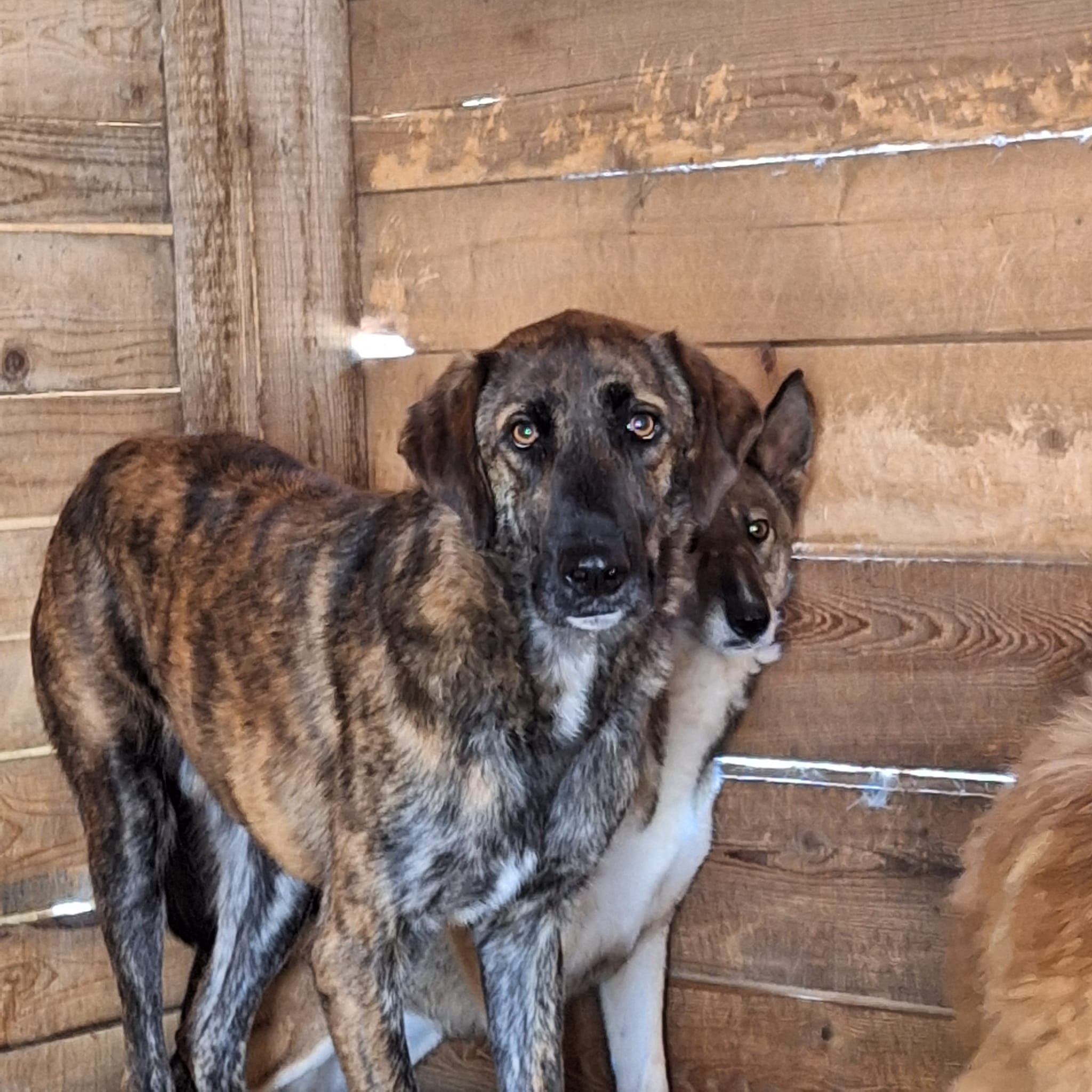 Murray – Hund, männlich, 50823 Köln – zur Adoption