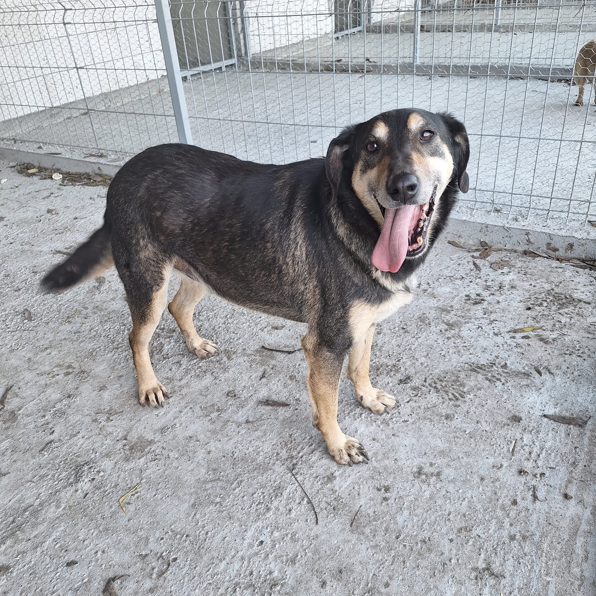 Bo - Patenlos – Hund, männlich, 50823 Köln – zur Adoption
