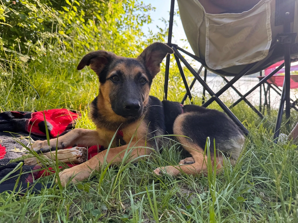 Spike – Hund, männlich, 7 Monate, Offenburg – zur Adoption