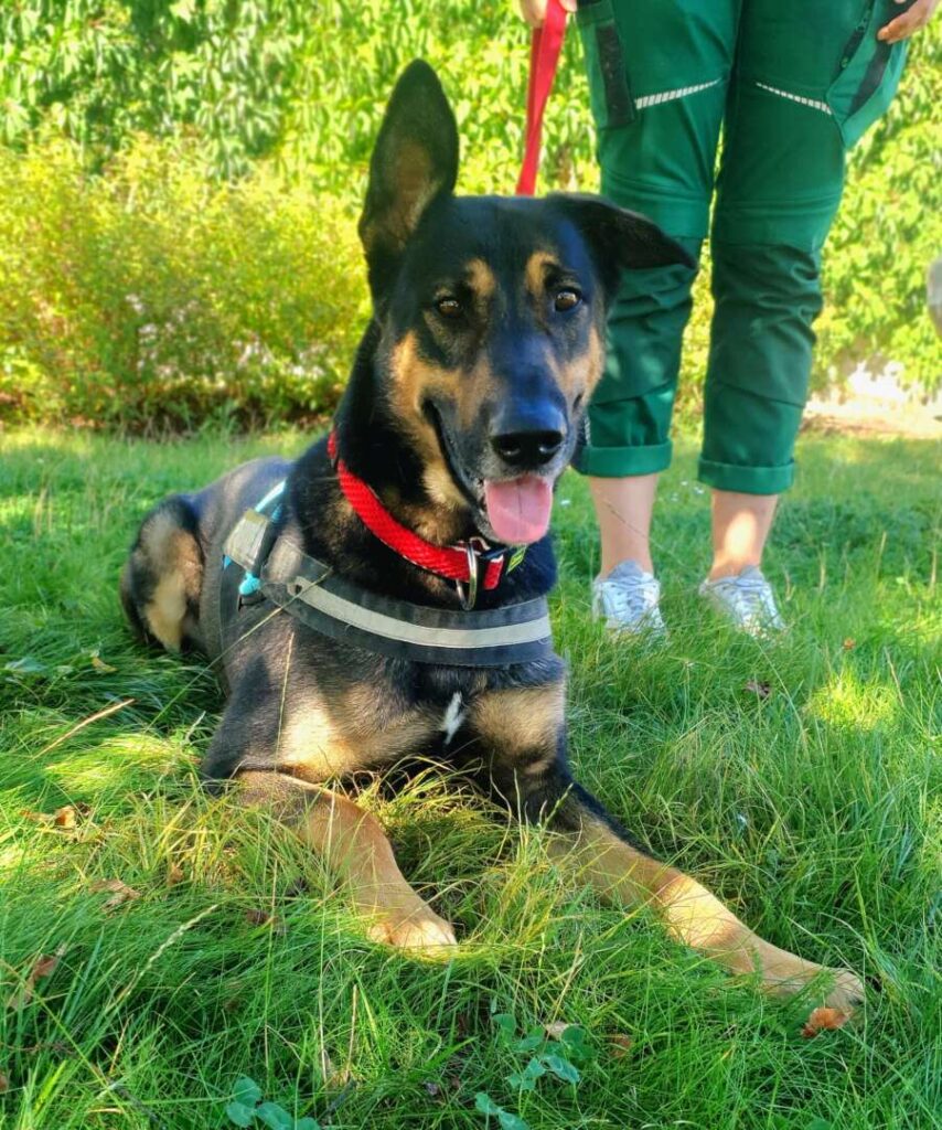 Kiko – Schäferhund-Mix, männlich, 1 Jahr, 11 Monate, 13057 Berlin – zur Adoption