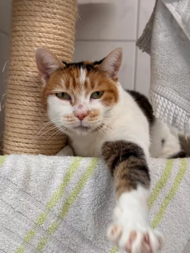 Kubota – EKH, weiblich, 26389 Wilhelmshaven – zur Adoption