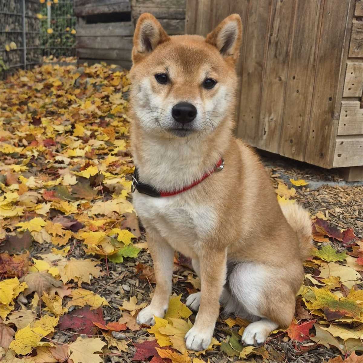 JIRO – Shiba Inu, männlich, 2 Jahre, 7 Monate, 81829 München – zur Adoption