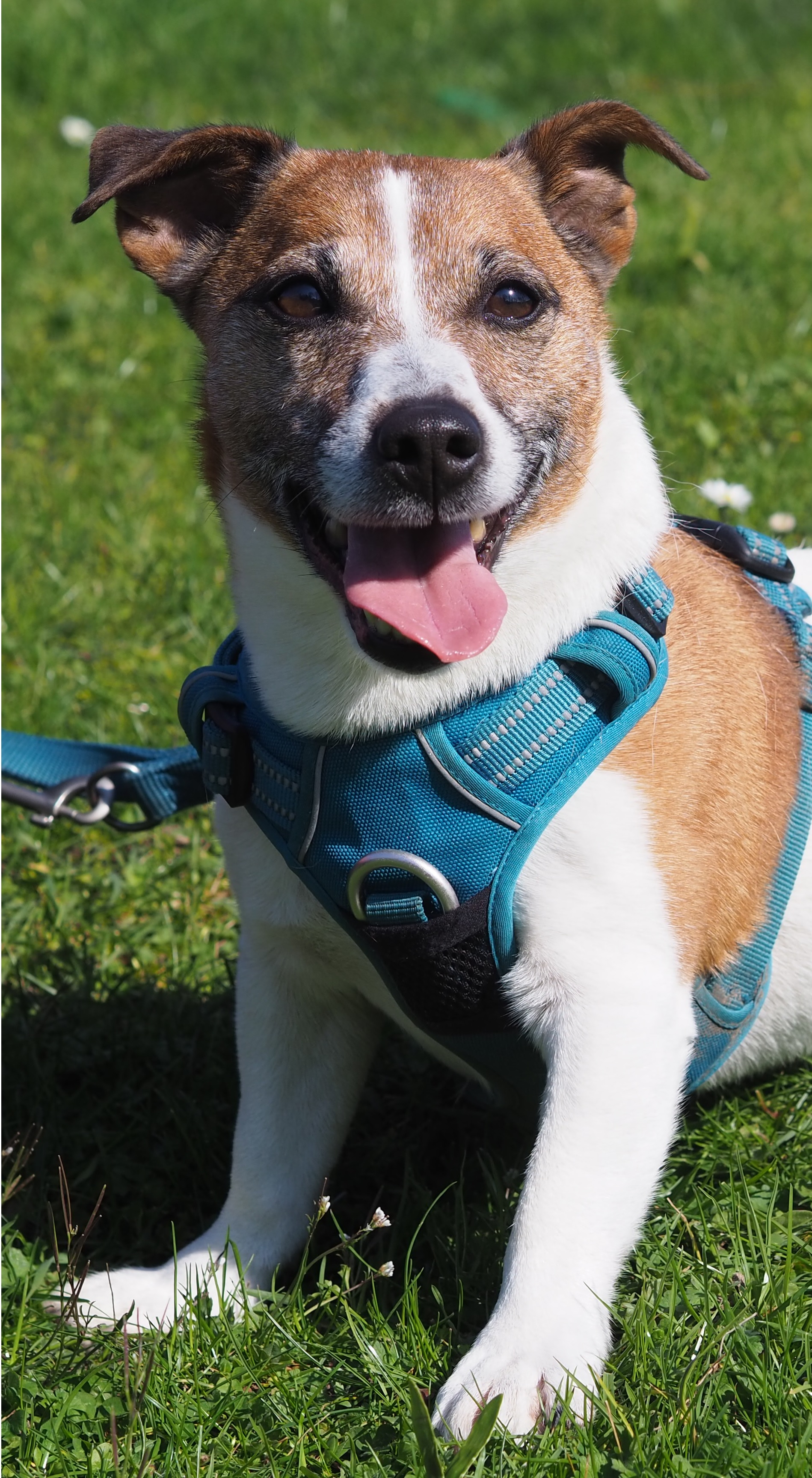 Pulce – Jack Russel Terrier, männlich, 7 Jahre, 50969 Köln-Zollstock – zur Adoption
