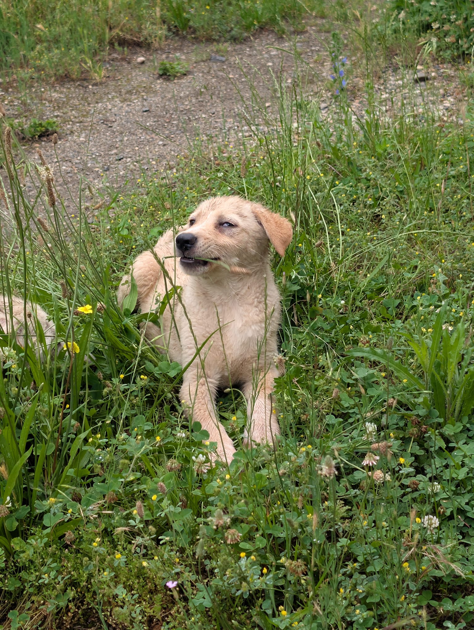 SUNNY – Labrador Retriever-Mix, männlich, 4 Monate, Rumänien – zur Adoption