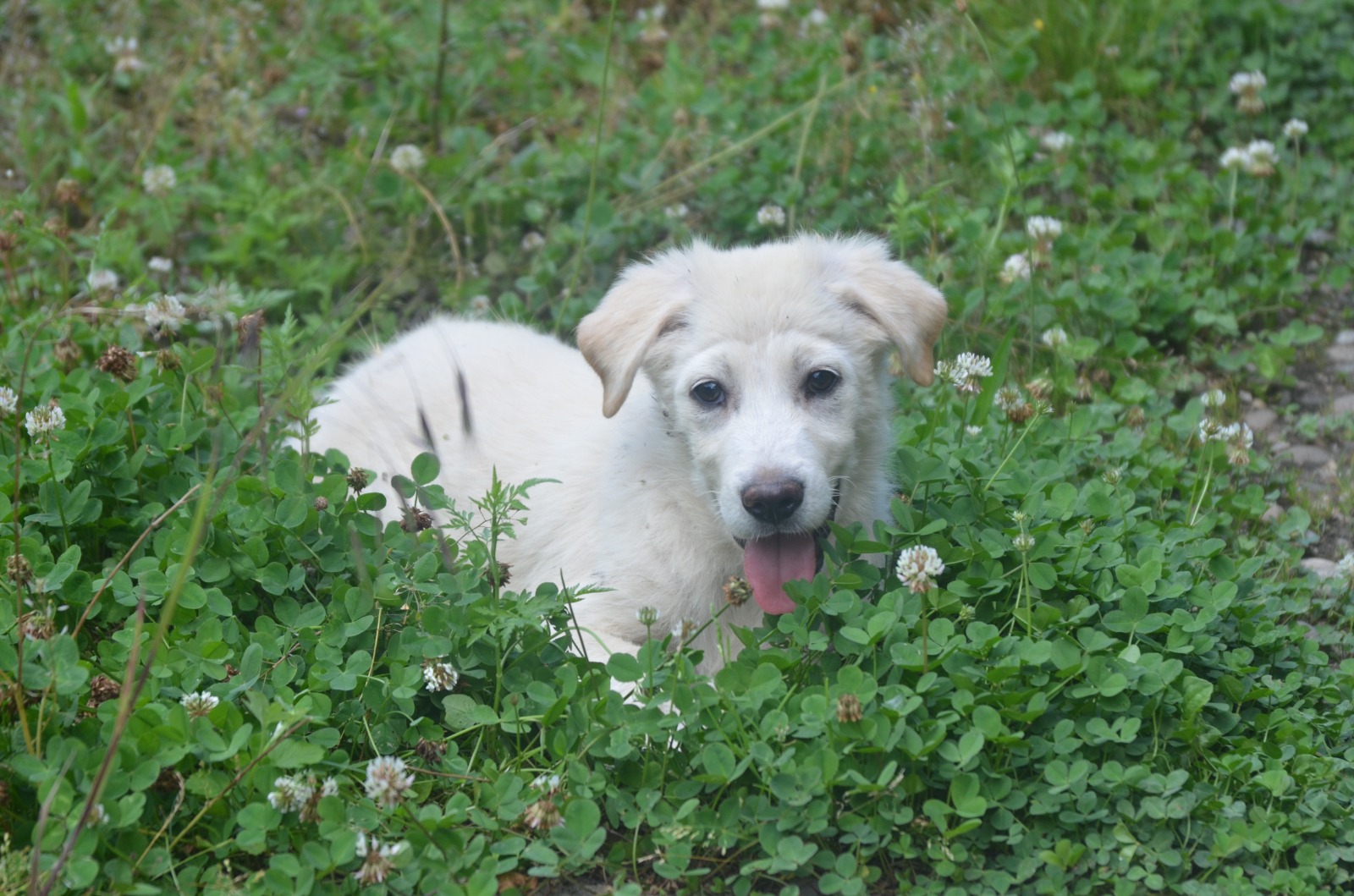 RAMI – Labrador Retriever-Mix, männlich, 4 Monate, Rumänien – zur Adoption