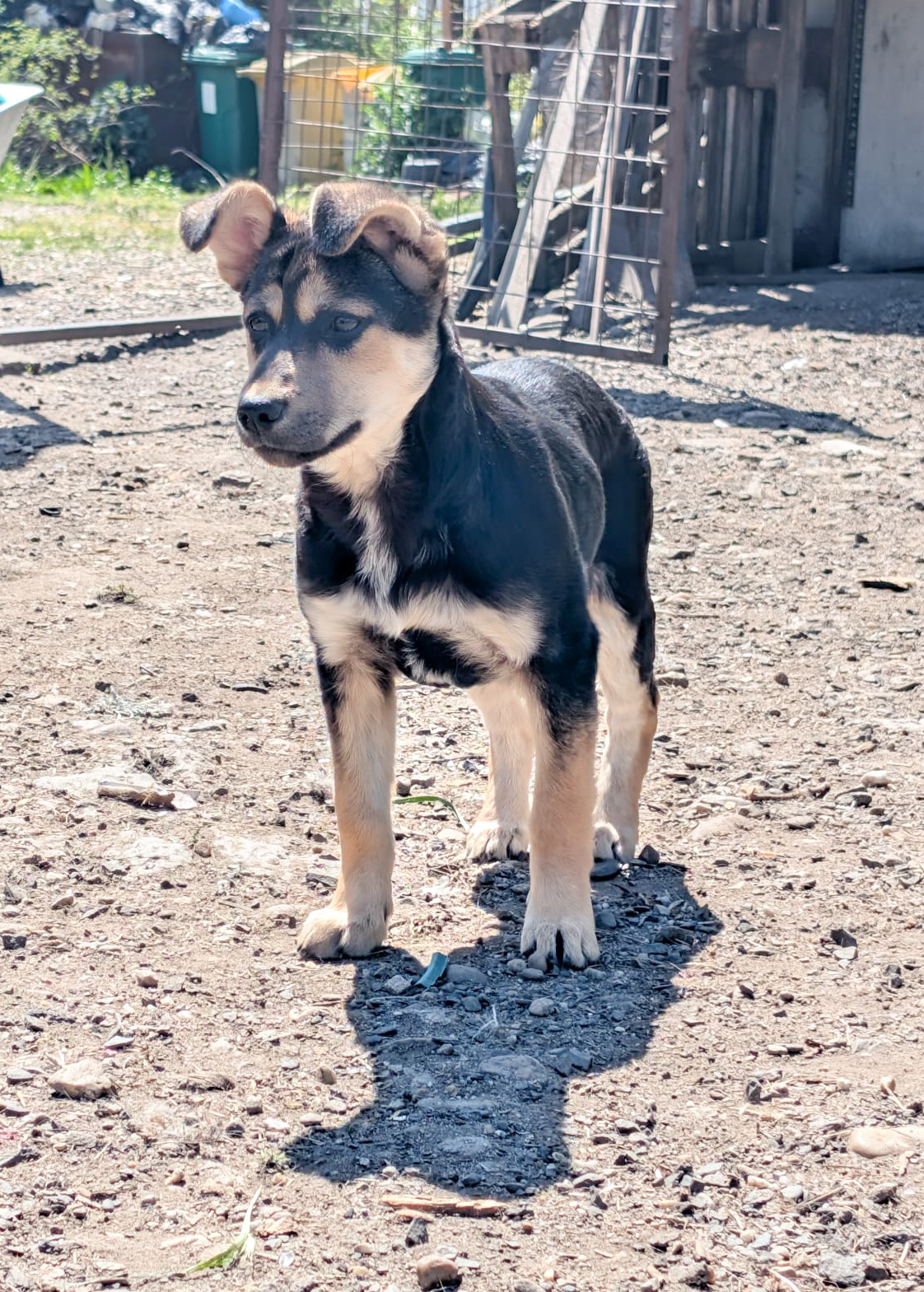 SOYA – Mischlingshund, weiblich, 6 Monate, Rumänien – zur Adoption