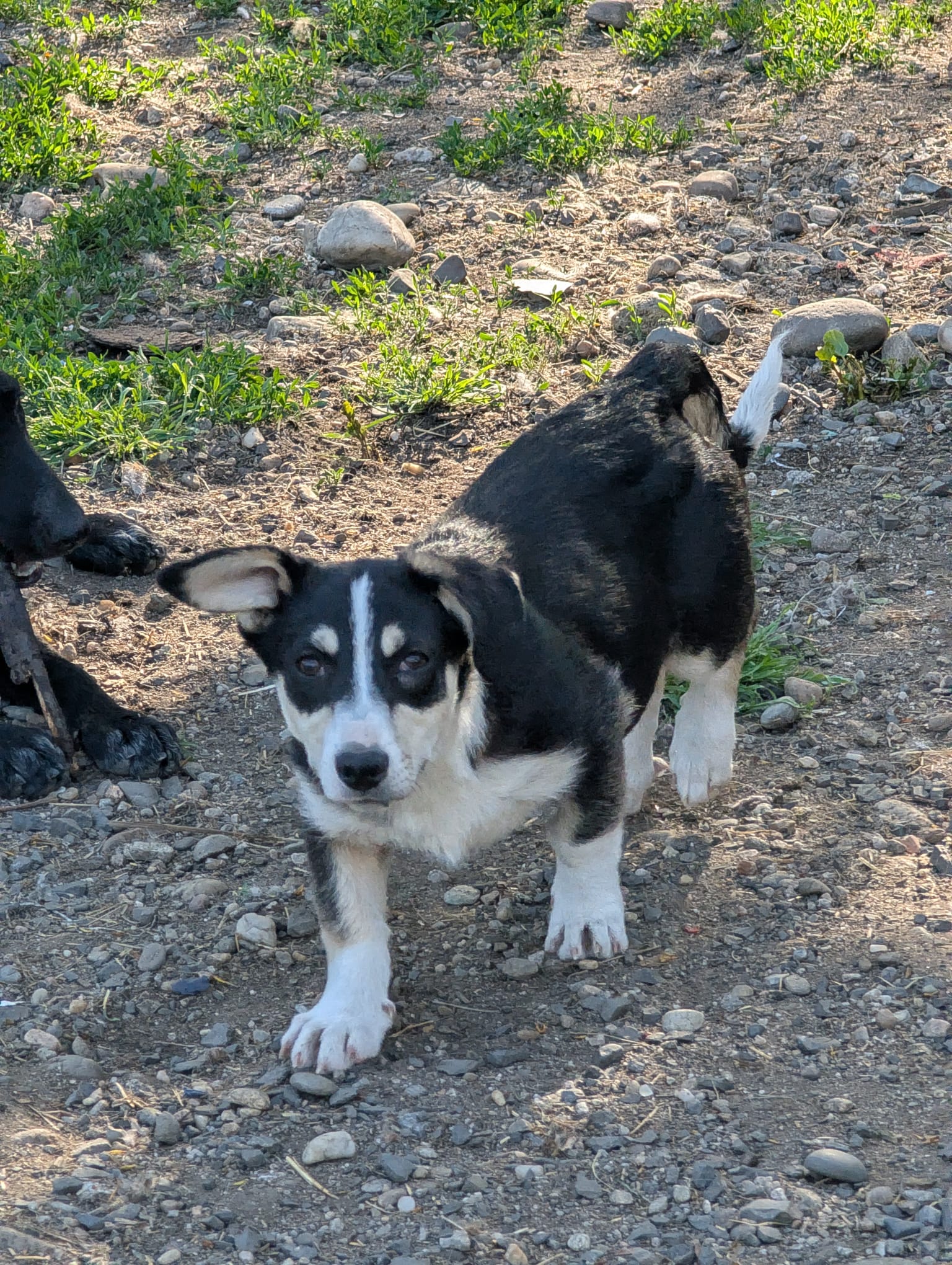 TAMINA – Mischlingshund, weiblich, 6 Monate, Rumänien – zur Adoption