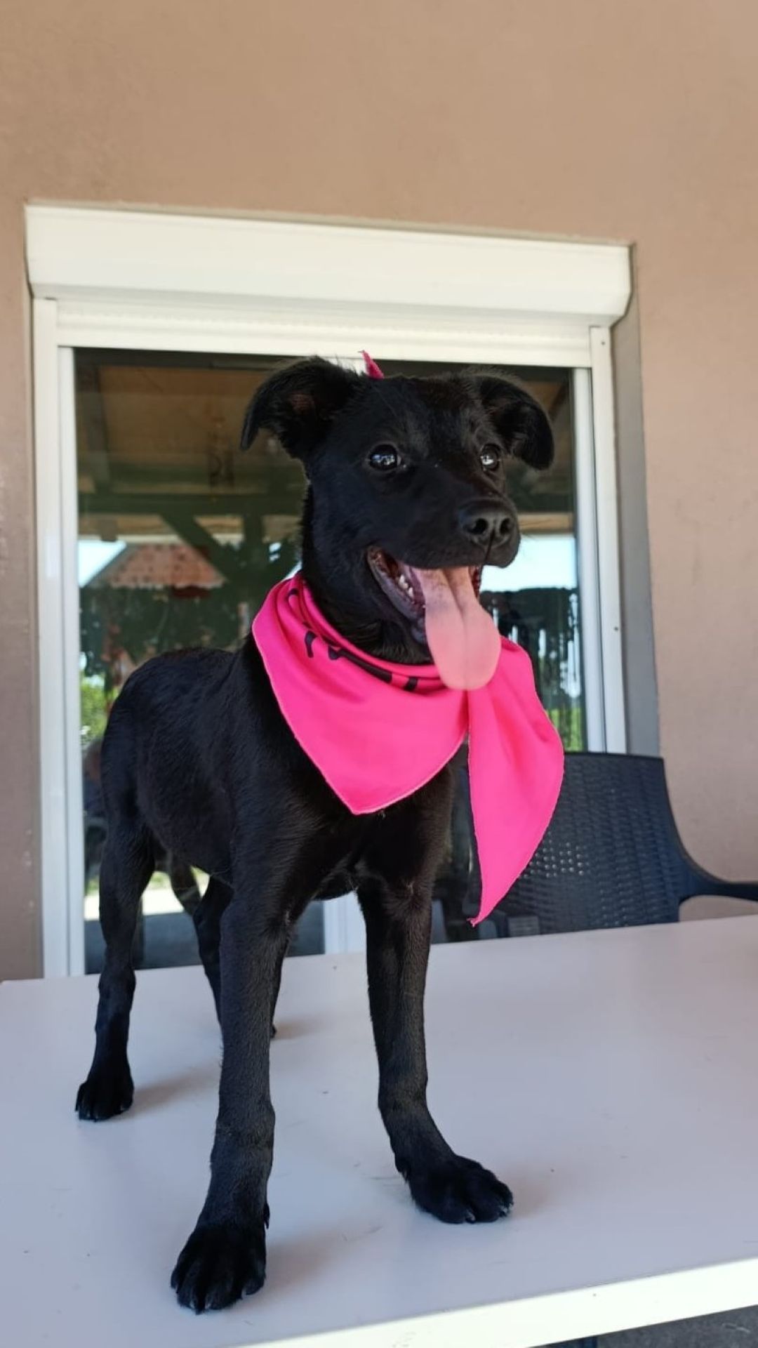 Iva – Hund, weiblich, 3 Monate, Nordic Strays e.V. – zur Adoption