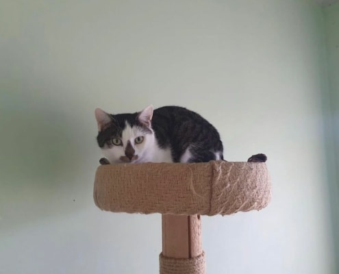 Zazou