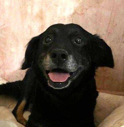 Aria – Hund, weiblich, 9 Jahre, 65520 Bad Camberg – zur Adoption