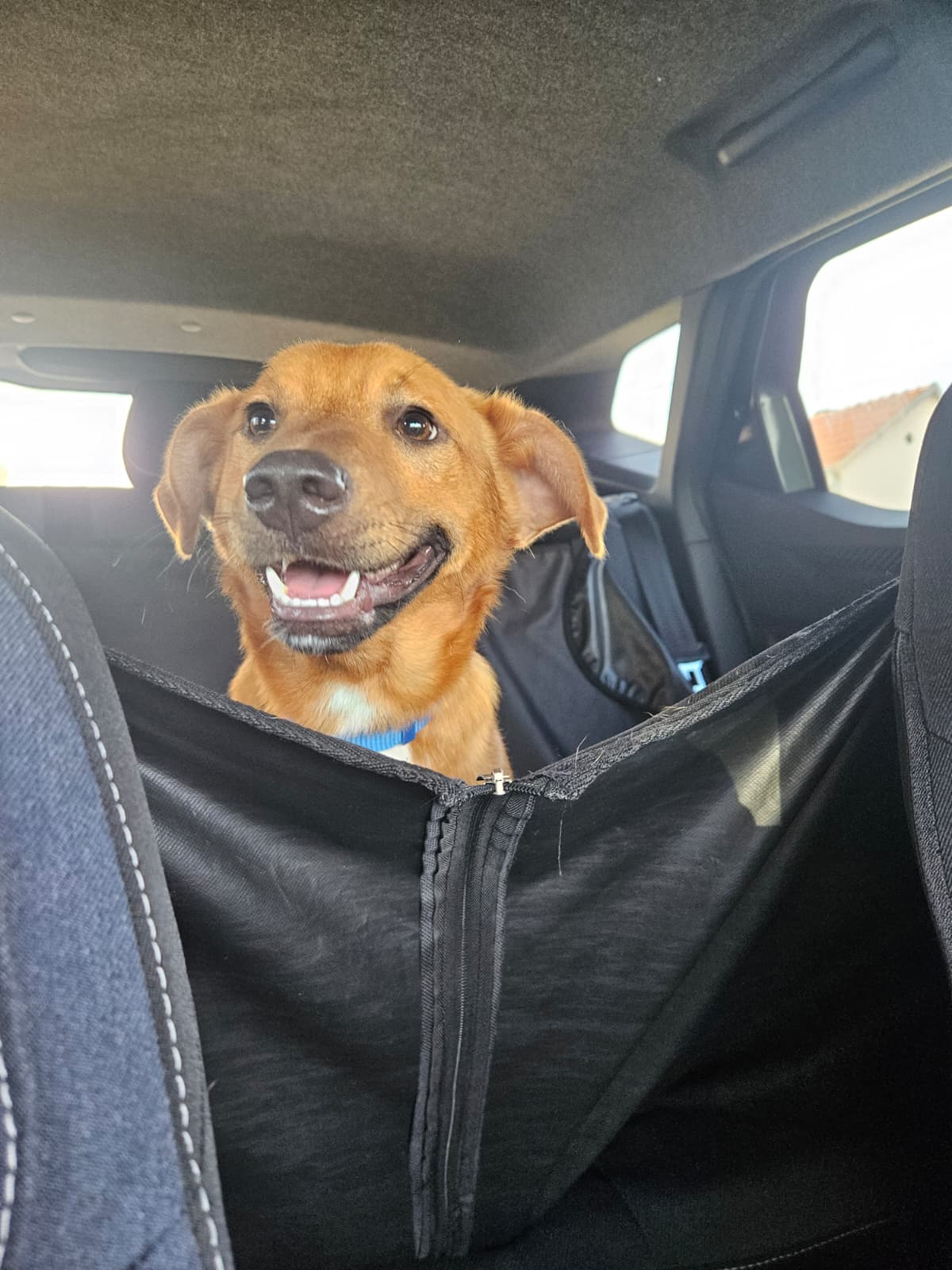 Dobby